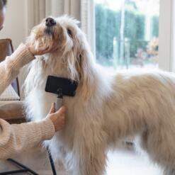 Hond wordt verzorgd met de Beeztees slickerborstel