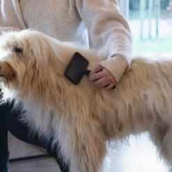 Vacht van de hond wordt verzorgd met de slickerborstel