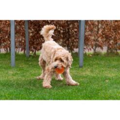 Dog Comets Exoplanet Egelbal 11 Hond speelt met Dog Comets Exoplanet egelbal