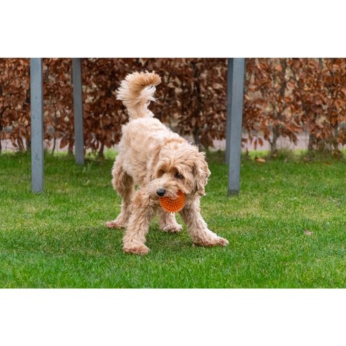 Dog Comets Exoplanet Egelbal 4 Hond speelt met Dog Comets Exoplanet egelbal