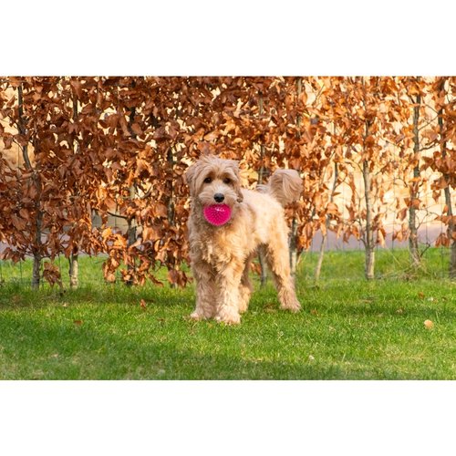 Dog Comets Exoplanet Egelbal 5 Hond apporteert Dog Comets Exoplanet egelbal
