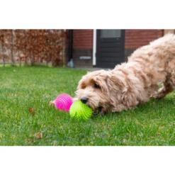 Dog Comets Exoplanet Egelbal 13 Hond met Dog Comets Exoplanet egelbal buiten