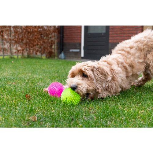 Dog Comets Exoplanet Egelbal 6 Hond met Dog Comets Exoplanet egelbal buiten
