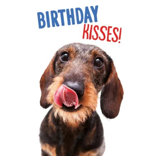 A5 Verjaardagskaart Hond "Birthday Kisses!" – Teckel 3 Ruwharige teckel steekt tong uit in close-up op witte achtergrond – A5 verjaardagskaart hond