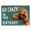 A5 Verjaardagskaart Hond "Go Crazy on Your Birthday!" – Cocker Spaniel 2 Roodbruine cocker spaniel met wapperende oren op teal achtergrond – A5 verjaardagskaart hond