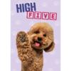 A5 Wenskaart Hond "High Five!" – Poedel 1 Abrikooskleurige poedel steekt poot omhoog voor high five – A5 wenskaart hond