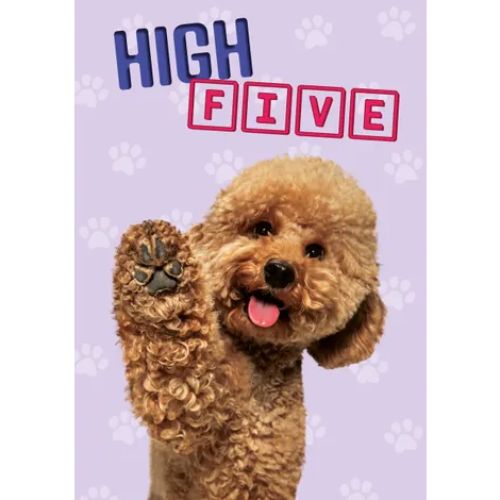 A5 Wenskaart Hond "High Five!" – Poedel 2 Abrikooskleurige poedel steekt poot omhoog voor high five – A5 wenskaart hond