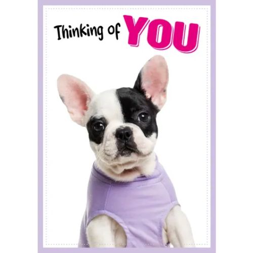 A5 Wenskaart Hond "Thinking of You" – Franse Bulldog 3 Frans bulldog puppy in paars shirtje kijkt in de lens – A5 wenskaart hond thinking of you