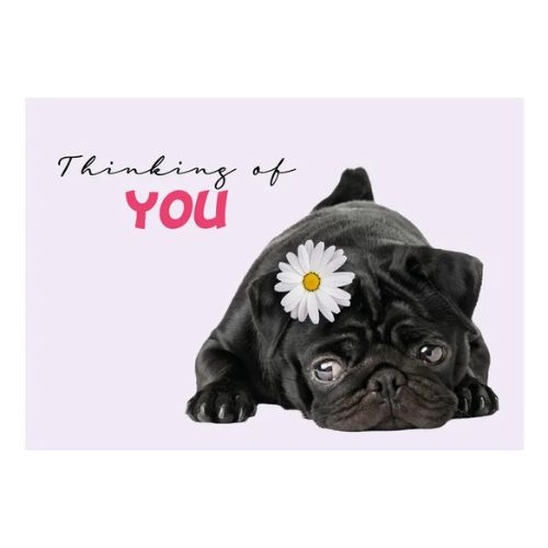 A5 Wenskaart Hond "Thinking of You" – Zwarte Mopshond 3 Zwarte mopshond met madeliefje op kop op licht paarse achtergrond – A5 wenskaart hond