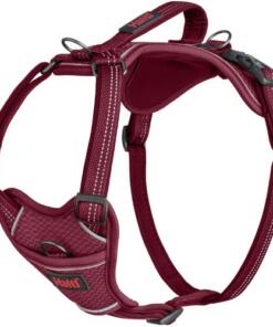 Anatomy Tuig Halti 23 Anatomy Tuig Halti Magenta