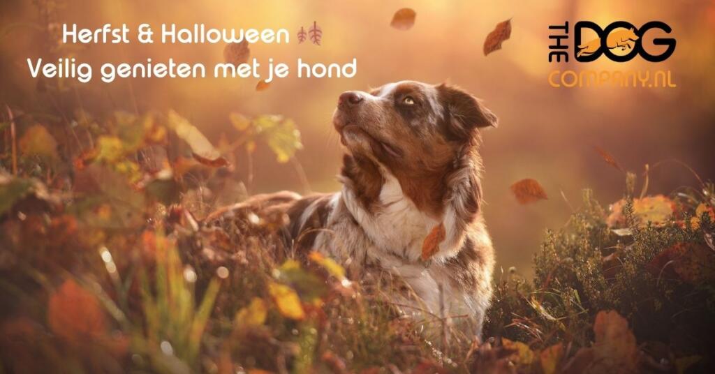 Herfst & Halloween: Veilig Genieten met je Hond 🍂🐾 1 Herfst & Halloween 🍂 Veilig genieten met je hond