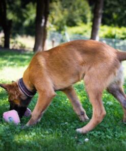 Houten Dumbbell 30 Houten Dumbbell