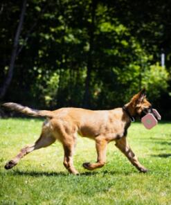 Houten Dumbbell 31 Houten Dumbbell