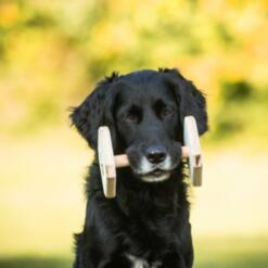 Houten Dumbbell 23 Houten Dumbbell