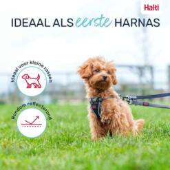 Puppy Tuig Anatomy Halti