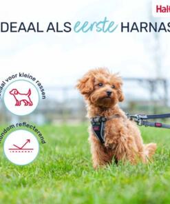 Puppy Tuig Anatomy Halti 9 Puppy Tuig Anatomy Halti