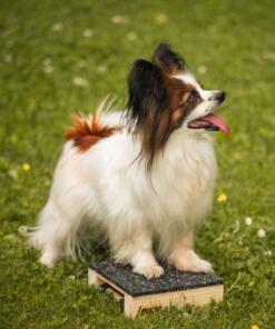 Target Hamtal Tartan Rubber 17 Target Hamtal Tartan Rubber