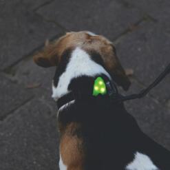 Collite Veiligheidslampje