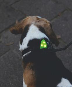 Collite Veiligheidslampje