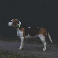 Collite Veiligheidslampje