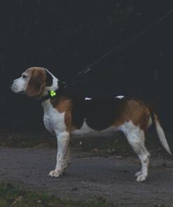 Collite Veiligheidslampje