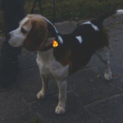 Collite Veiligheidslampje