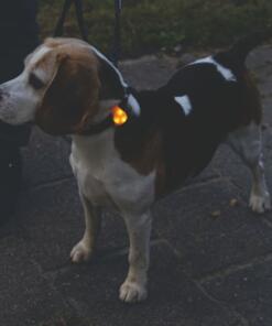 Collite Veiligheidslampje