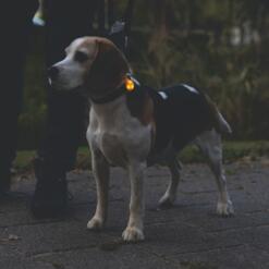 Collite Veiligheidslampje