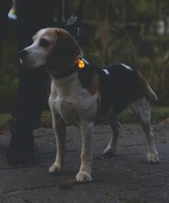 Collite Veiligheidslampje