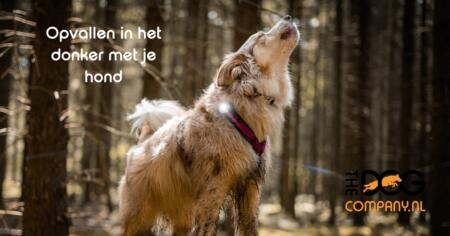 Opvallen in het donker met je hond