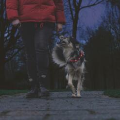 Siliconen Halsband Dogini