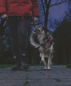 Siliconen Halsband Dogini