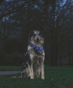 USB Halsband Glowy