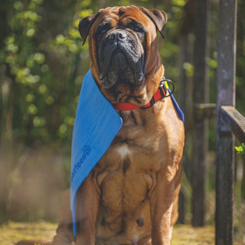 Absorberende Drooghanddoek 3 Absorberende Drooghanddoek