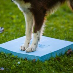 Foam Target YogoDoggo