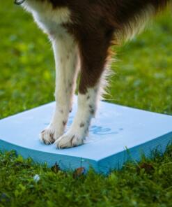 Foam Target YogoDoggo 29 Foam Target YogoDoggo