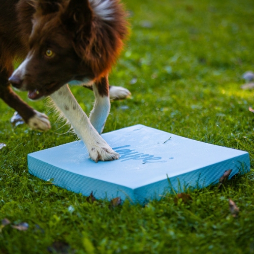 Foam Target YogoDoggo 14 Foam Target YogoDoggo