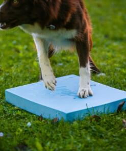 Foam Target YogoDoggo 27 Foam Target YogoDoggo