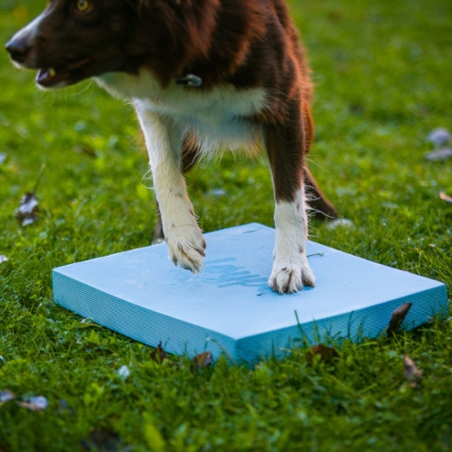 Foam Target YogoDoggo 13 Foam Target YogoDoggo