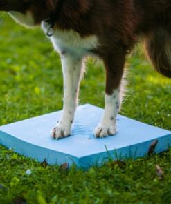 Foam Target YogoDoggo 26 Foam Target YogoDoggo