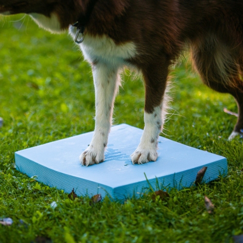 Foam Target YogoDoggo 12 Foam Target YogoDoggo