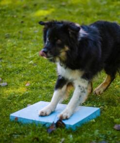 Foam Target YogoDoggo 25 Foam Target YogoDoggo