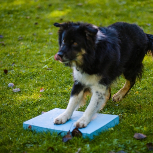 Foam Target YogoDoggo 11 Foam Target YogoDoggo