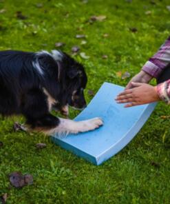 Homepage The Dog Company 8 Foam Target YogoDoggo