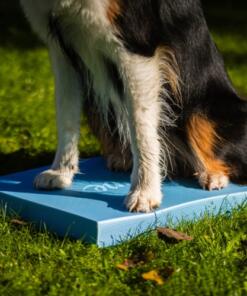 Foam Target YogoDoggo 20 Foam Target YogoDoggo