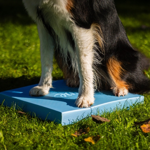 Foam Target YogoDoggo 6 Foam Target YogoDoggo