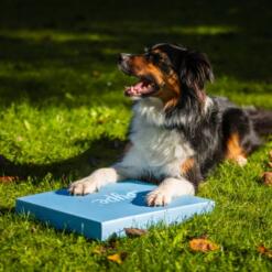 Foam Target YogoDoggo