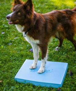 Foam Target YogoDoggo 19 Foam Target YogoDoggo