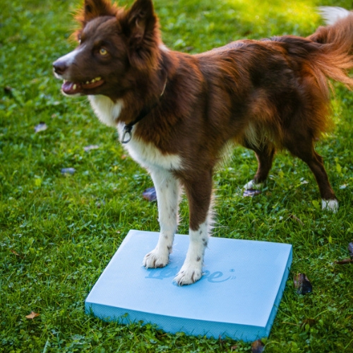 Foam Target YogoDoggo 5 Foam Target YogoDoggo