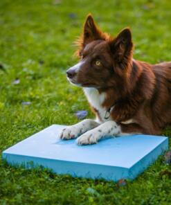 Foam Target YogoDoggo 24 Foam Target YogoDoggo